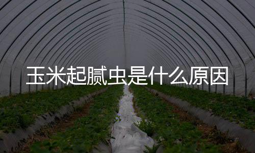 【】玉米原因以玉米蚜最为严重