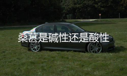 【】桑葚叶柄长约为1.0～2.5 cm